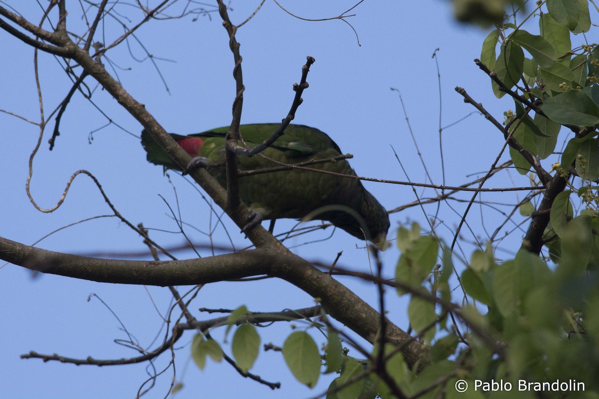 Scaly-headed Parrot - ML51422641
