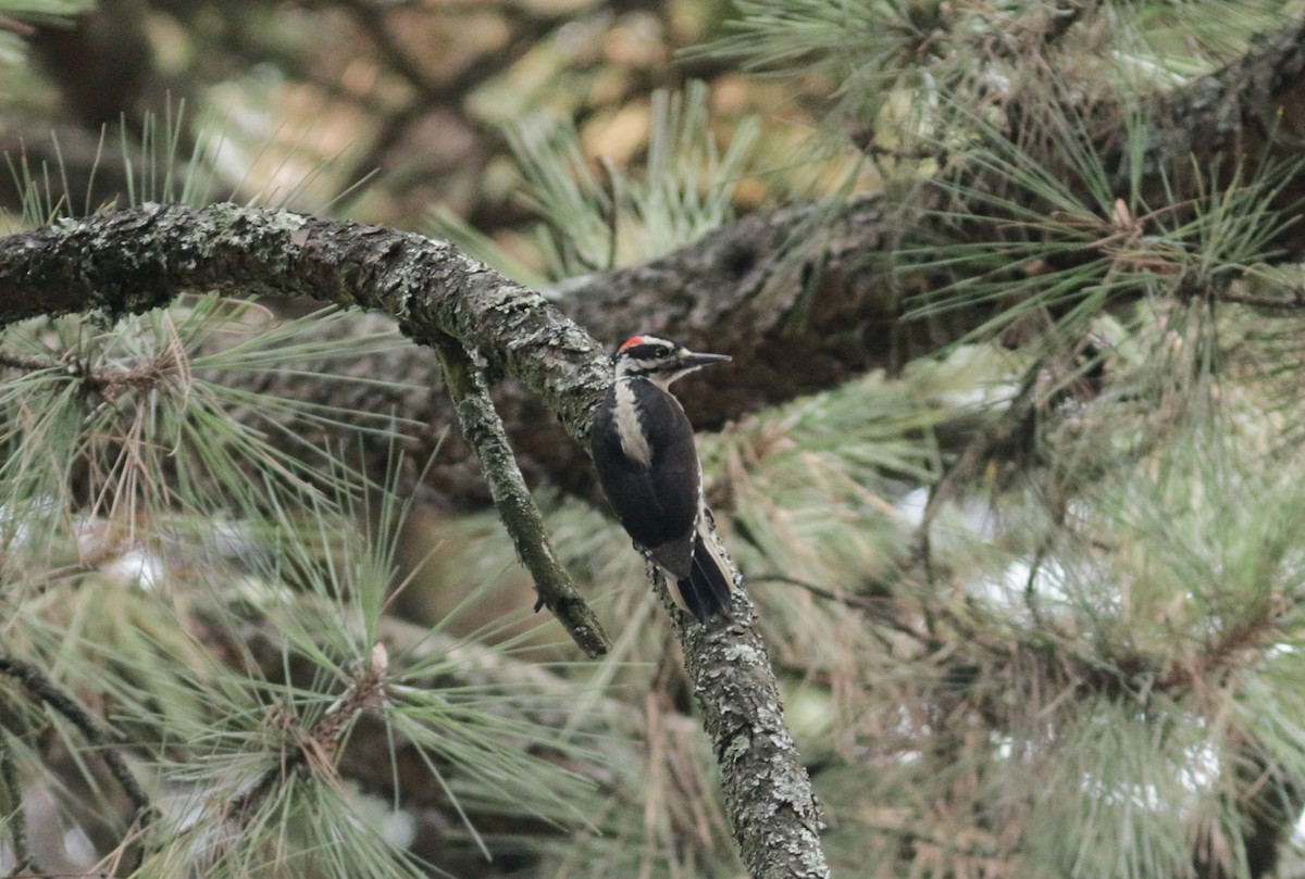 Hairy Woodpecker (South Mexican) - ML514227961