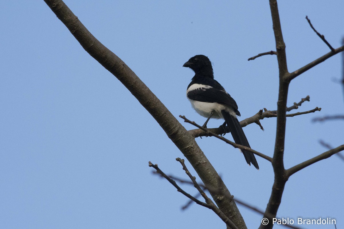 Magpie Tanager - ML51422811