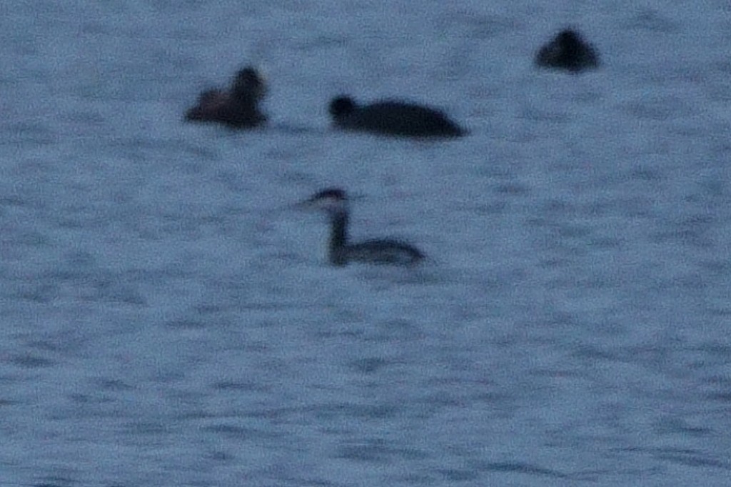Red-necked Grebe - ML514229031