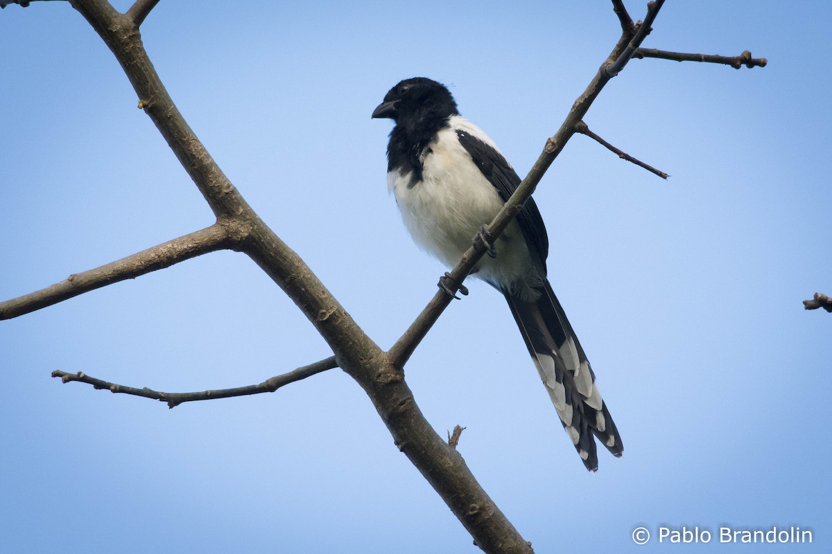 Magpie Tanager - ML51423021