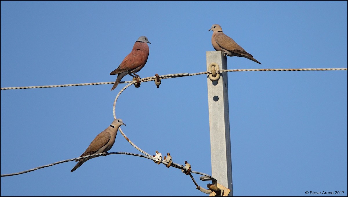 Red Collared-Dove - Anonymous