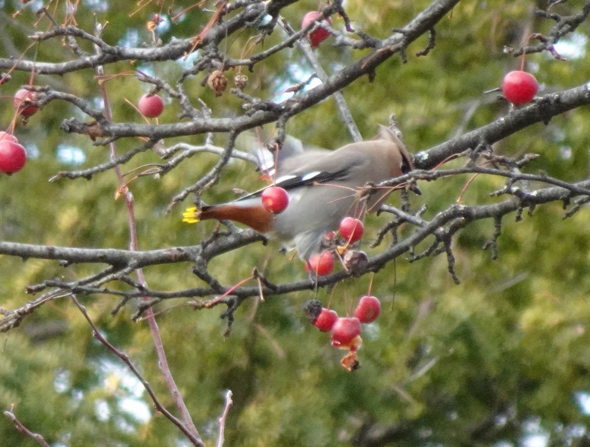 eBird Checklist 18 Dec 2022 Mt. Auburn Cemetery 21 species (+1