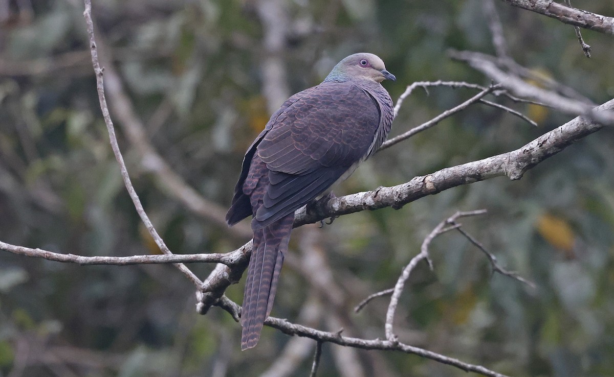 Barred Cuckoo-Dove - Paul Chapman