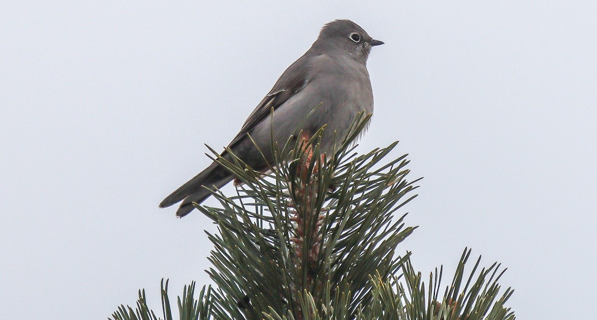 Townsend's Solitaire - ML514245301