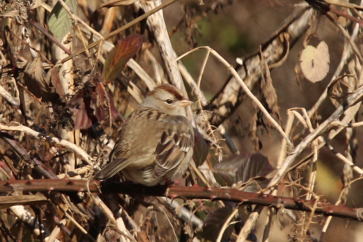 White-crowned Sparrow - ML514249651