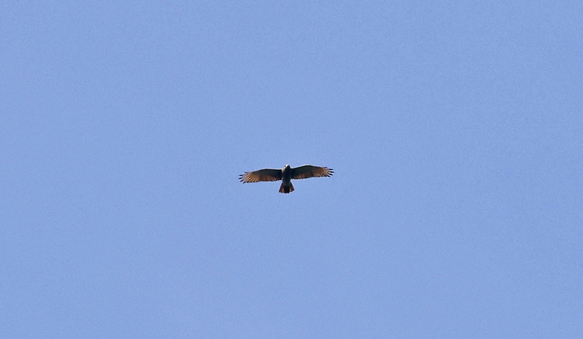 Rufous-winged Buzzard - ML514255721