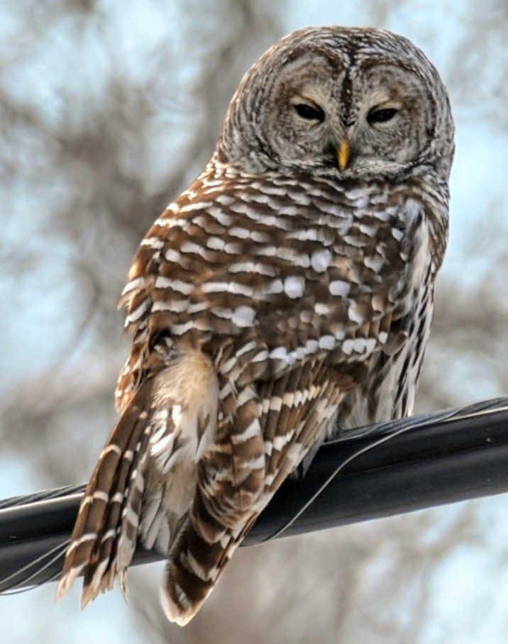 eBird Checklist 18 Dec 2022 16050 Old Simcoe Road, Port Perry