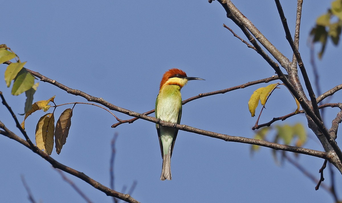 Chestnut-headed Bee-eater - Paul Chapman
