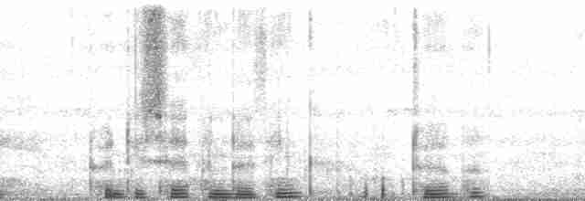 Kara Paçalı Barbet (macclounii) - ML51427
