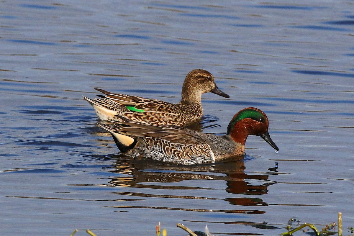 Green-winged Teal - Don Brode