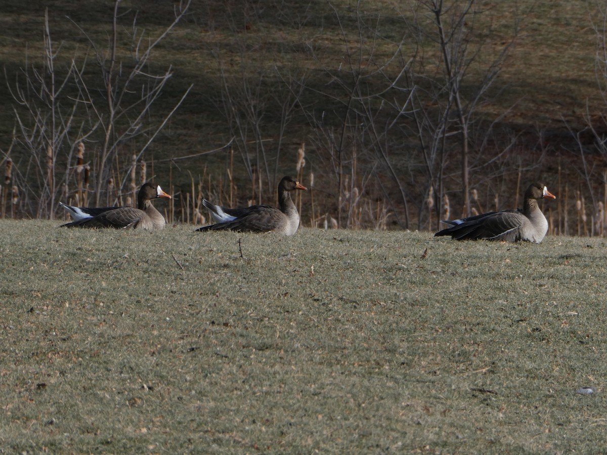 Greater White-fronted Goose - ML514285821