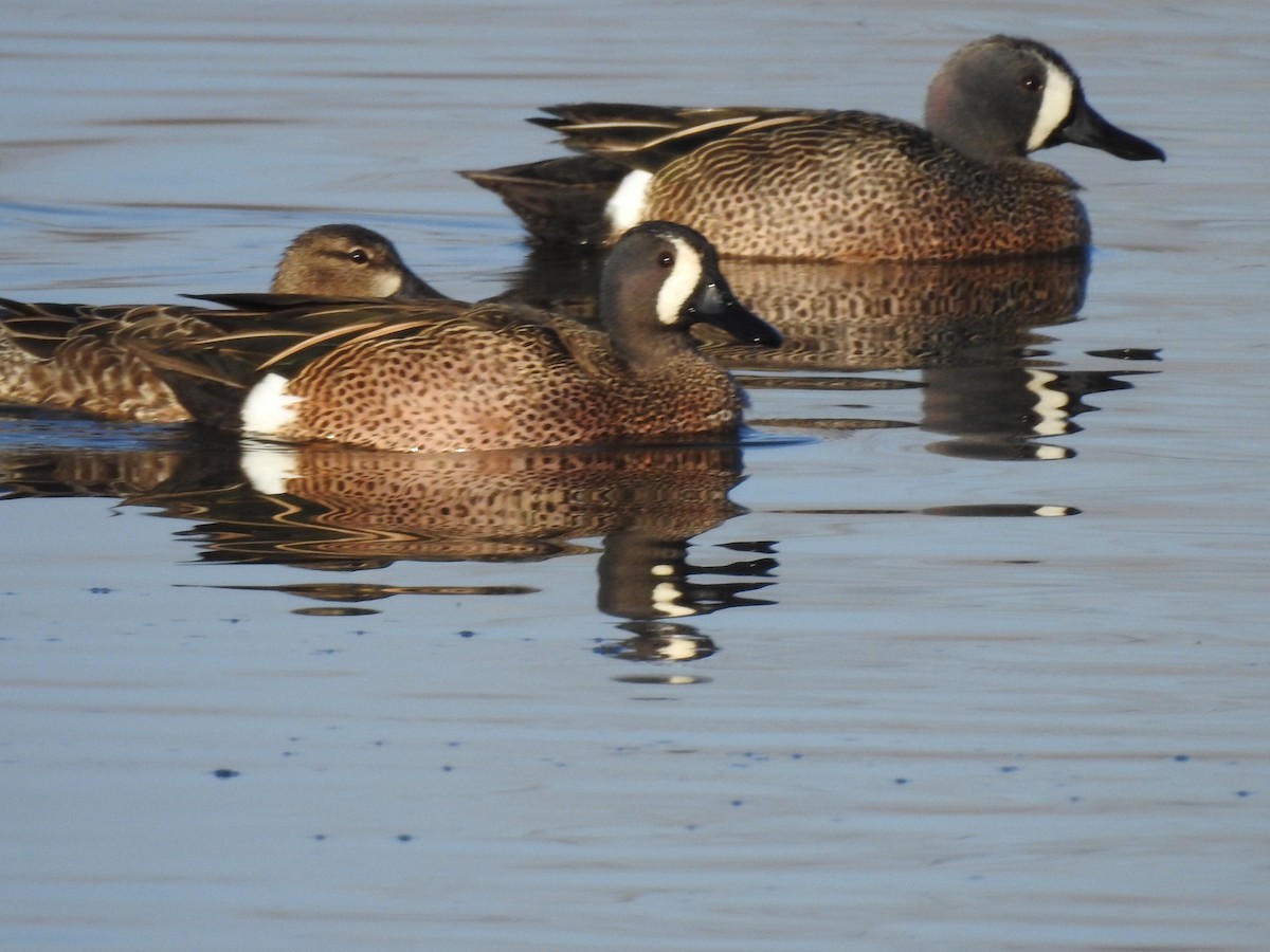Blue-winged Teal - ML51428761