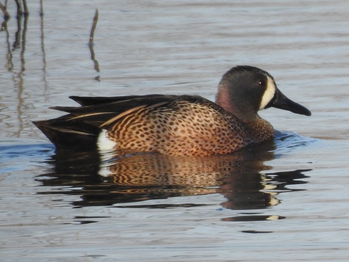 Blue-winged Teal - ML51428801