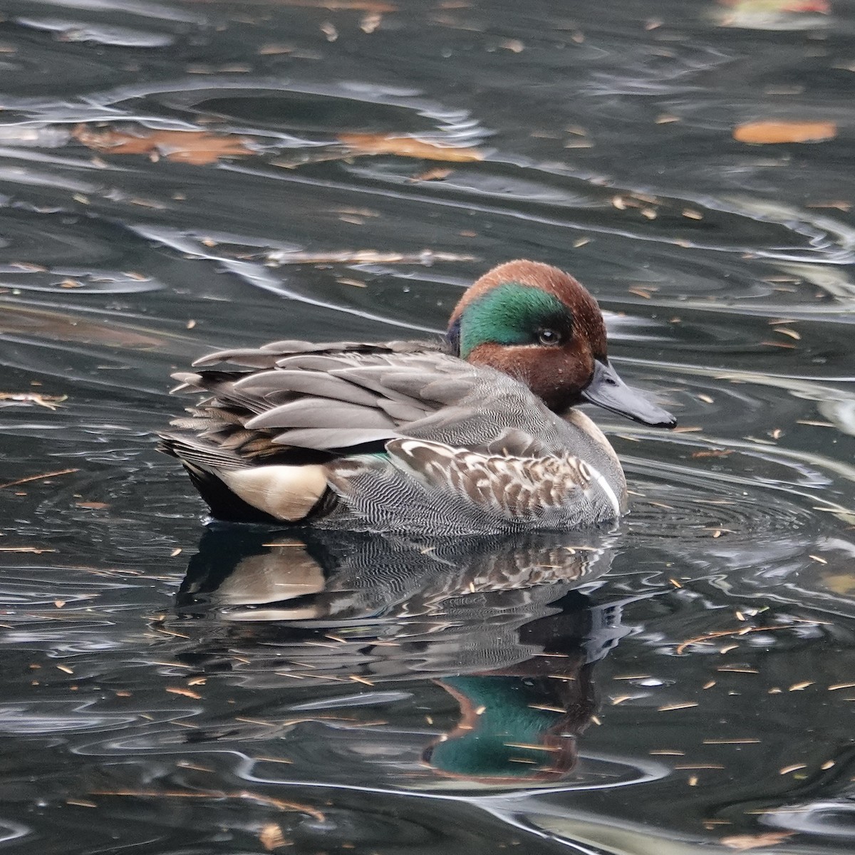 Green-winged Teal - ML514288551