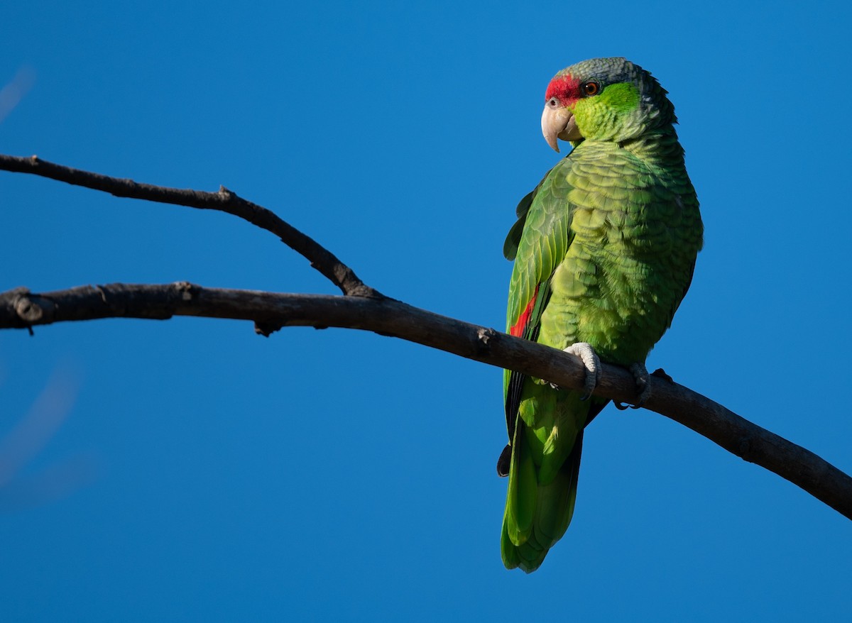 Lilac-crowned Parrot - ML514300531