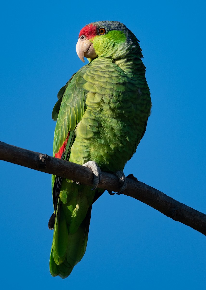 Lilac-crowned Parrot - ML514300551