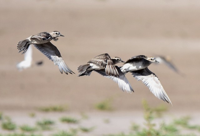 American Golden Plover undergoing Preformative Molt (center bird) and Definitive Prebasic Molt (left-hand and right-hand birds).&nbsp; - American Golden-Plover - 