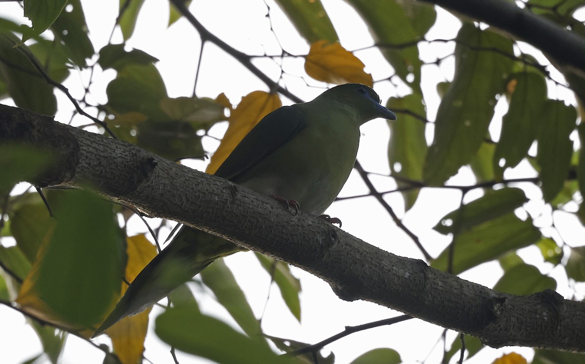 Yellow-vented Green-Pigeon - ML514303291