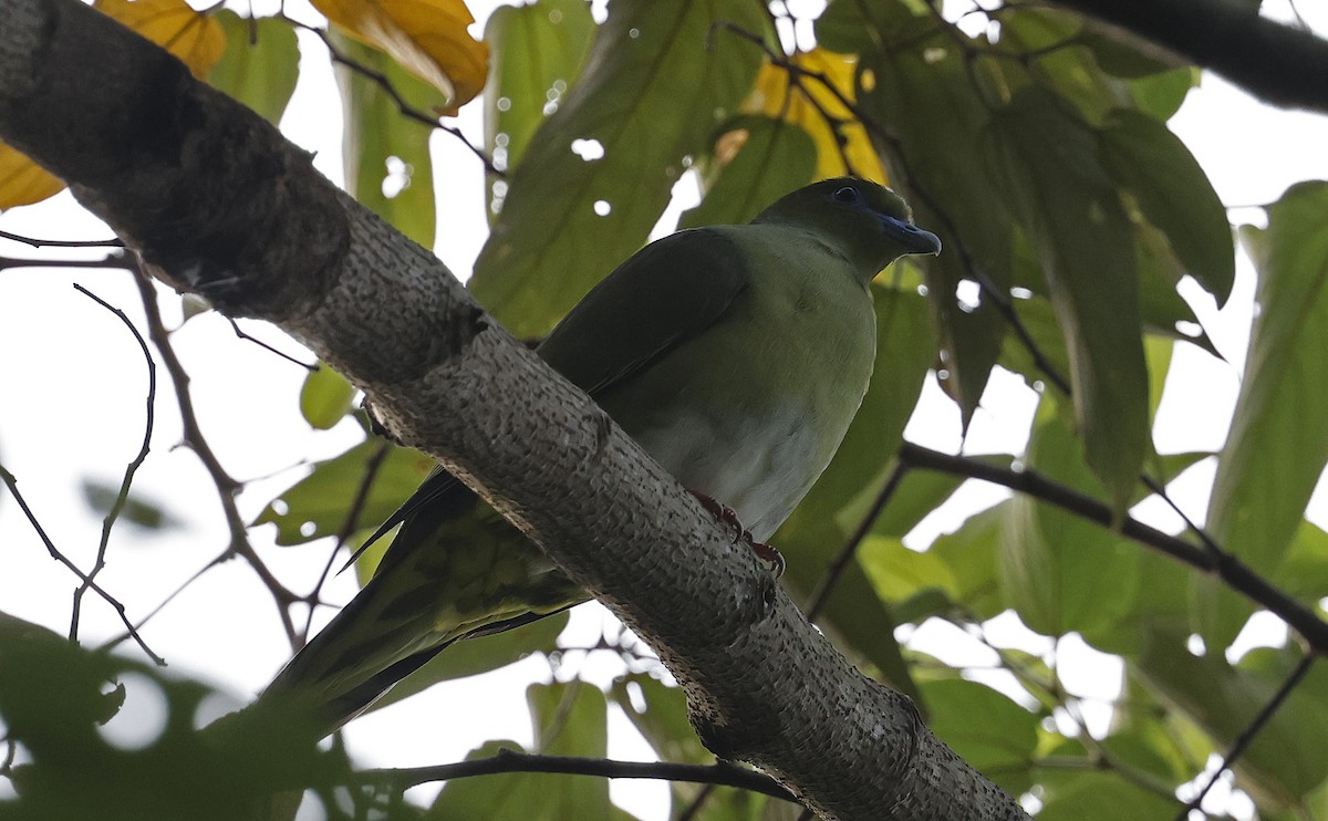 Yellow-vented Green-Pigeon - ML514303321