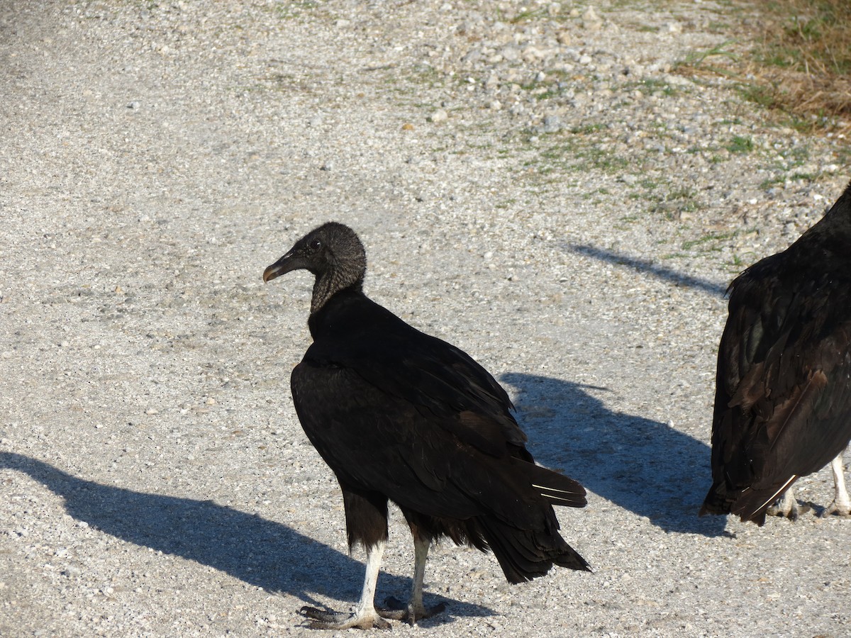 Black Vulture - ML51430371