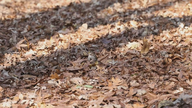 Fox Sparrow (Slate-colored) - ML514305641