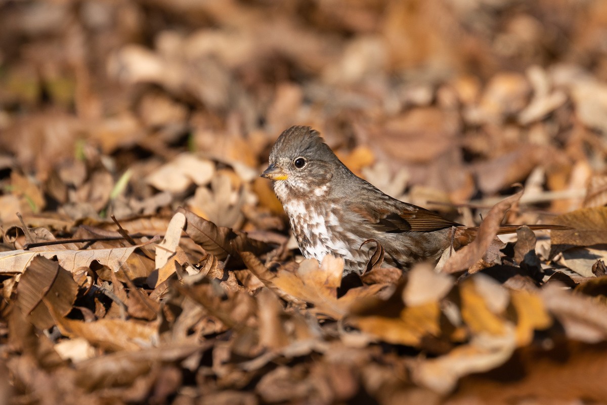 Fox Sparrow (Slate-colored) - ML514306041