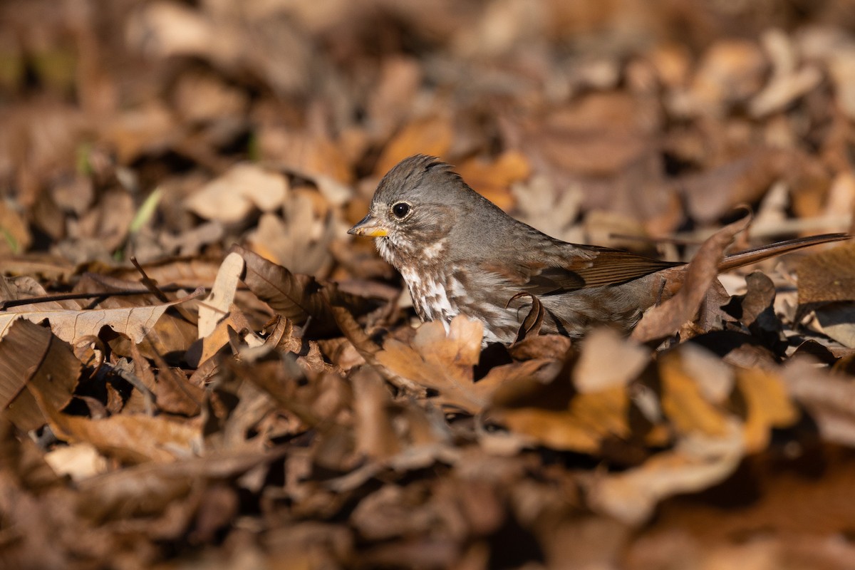Fox Sparrow (Slate-colored) - ML514306201