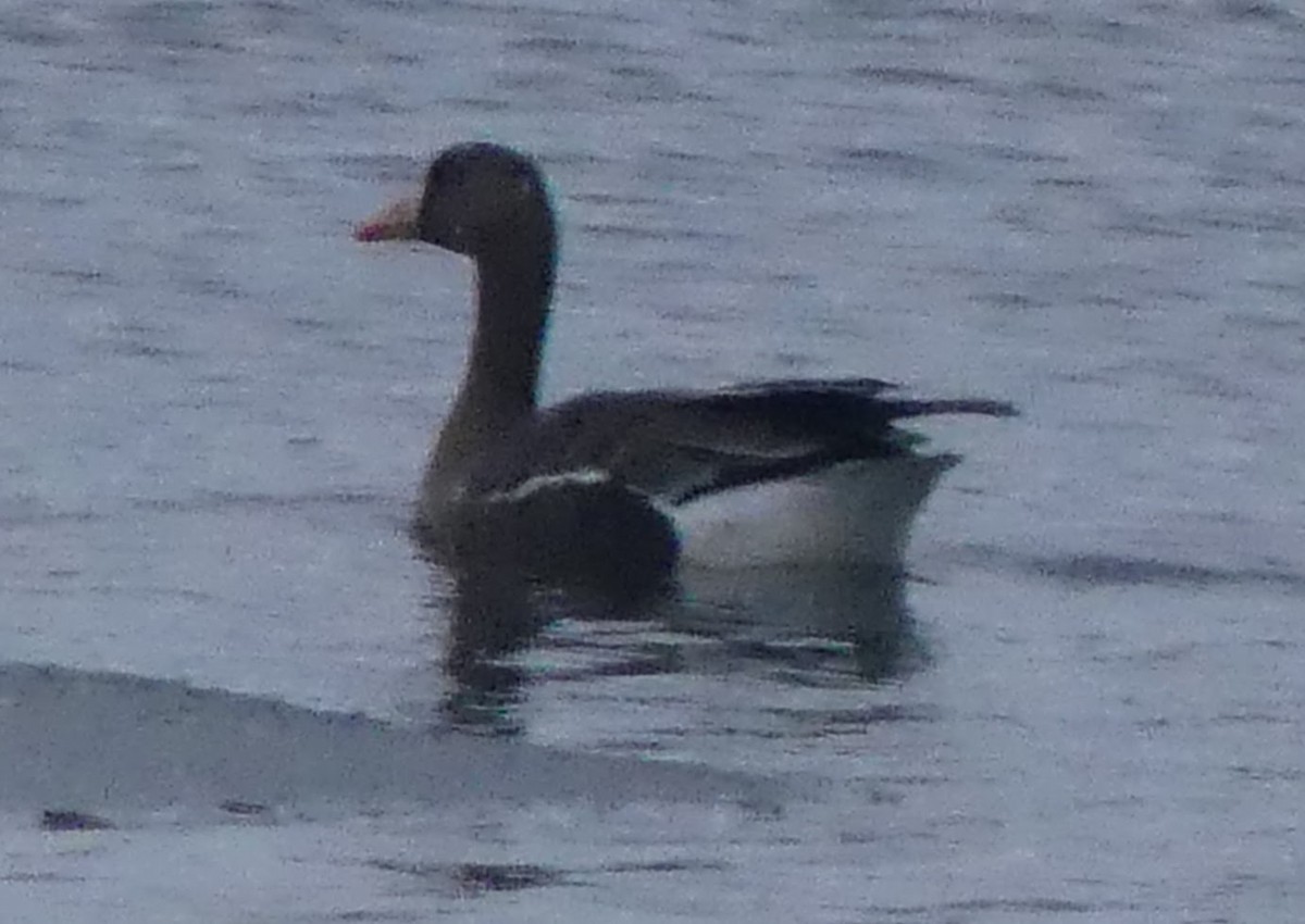 Greater White-fronted Goose - ML514311381