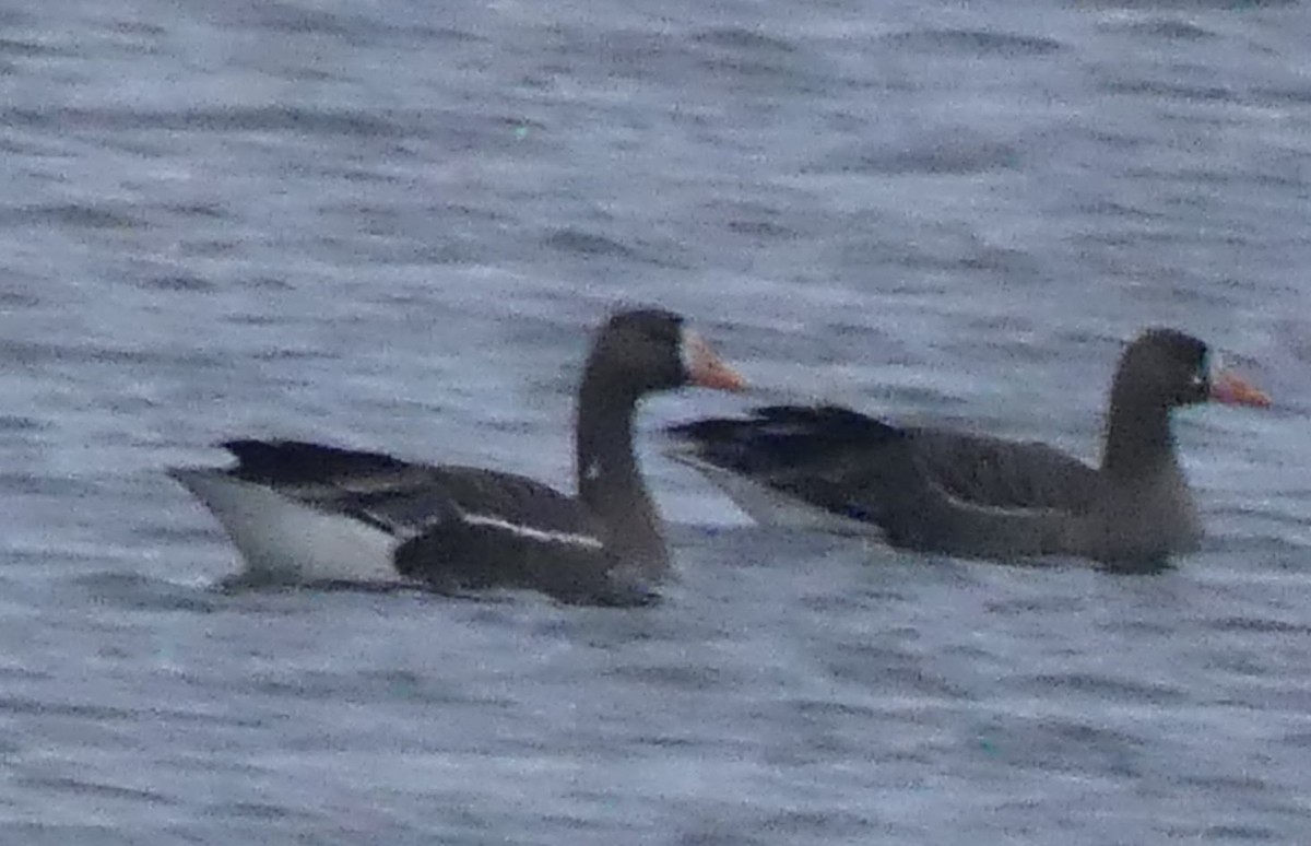 Greater White-fronted Goose - ML514311391