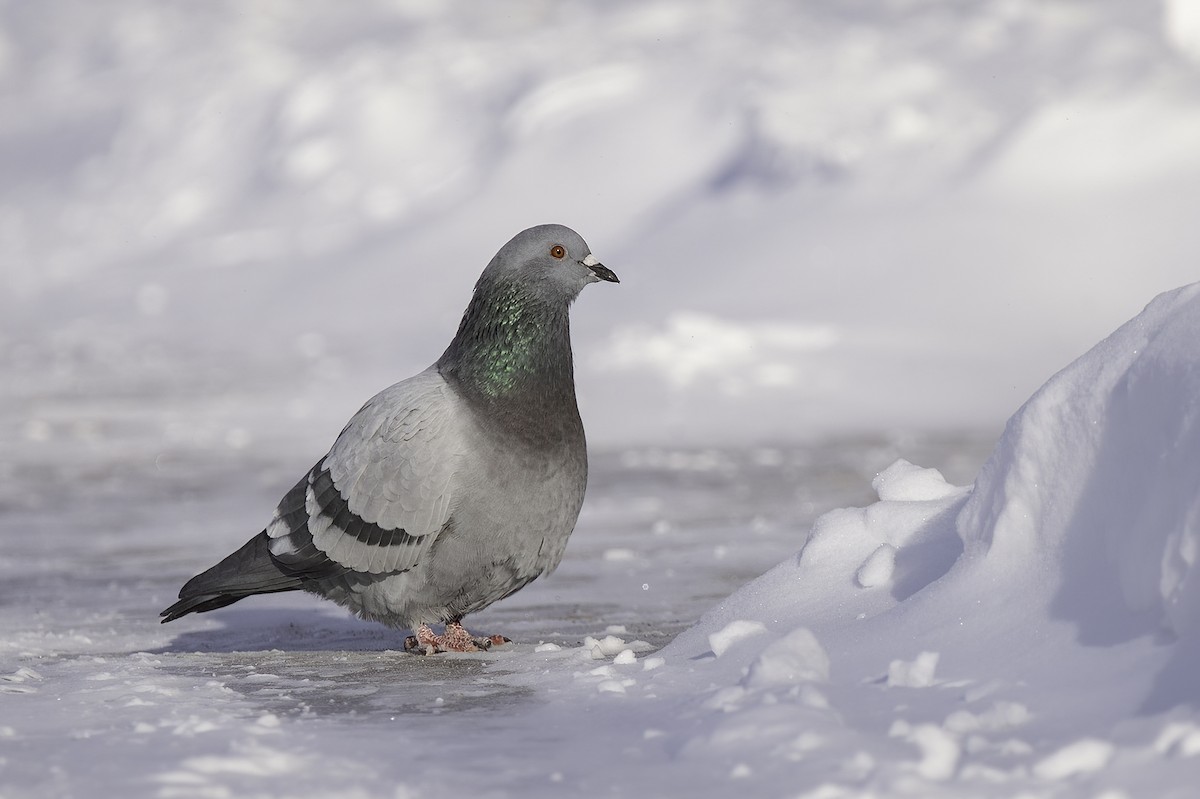 Rock Pigeon (Feral Pigeon) - ML514315391