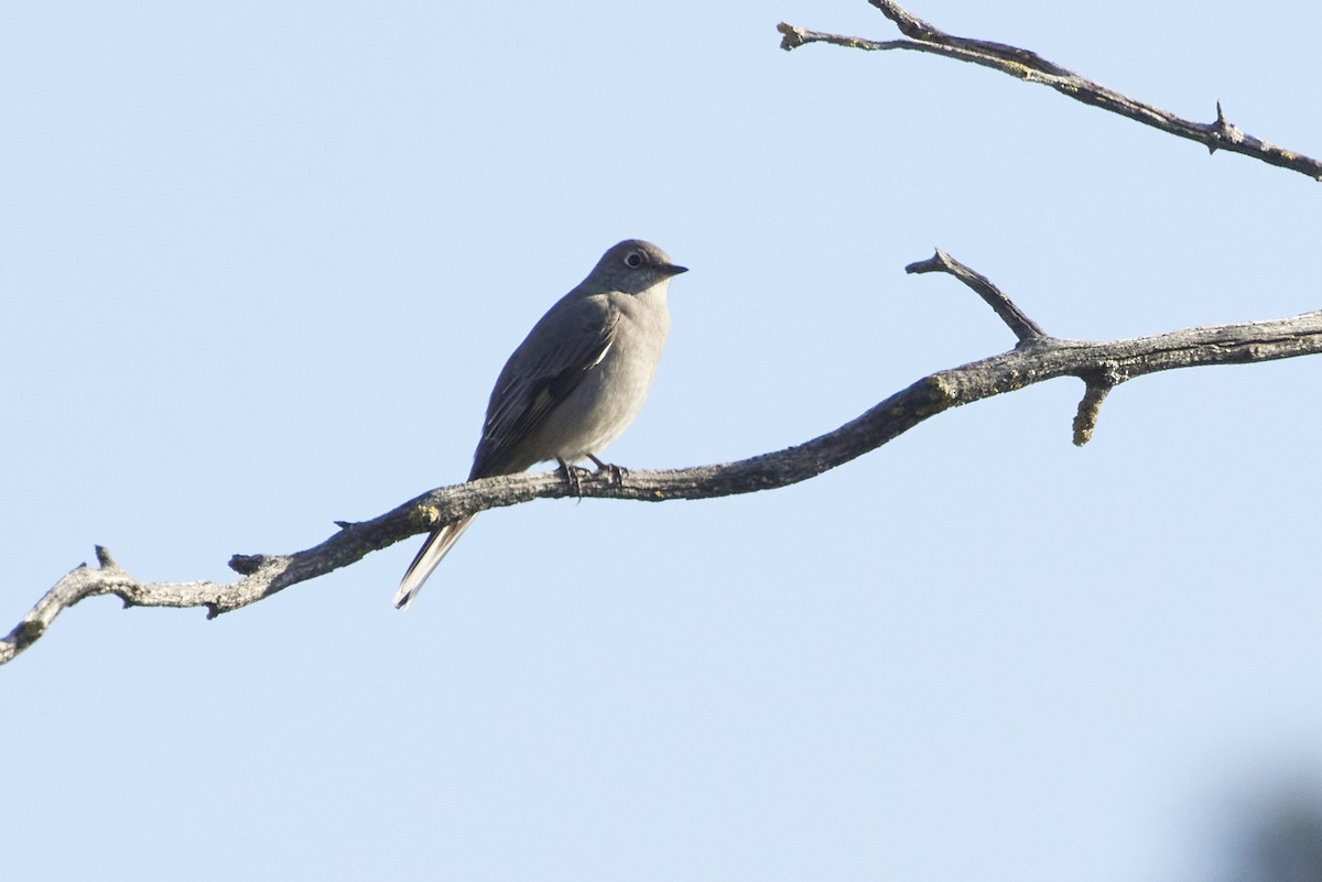 Townsend's Solitaire - ML514317311