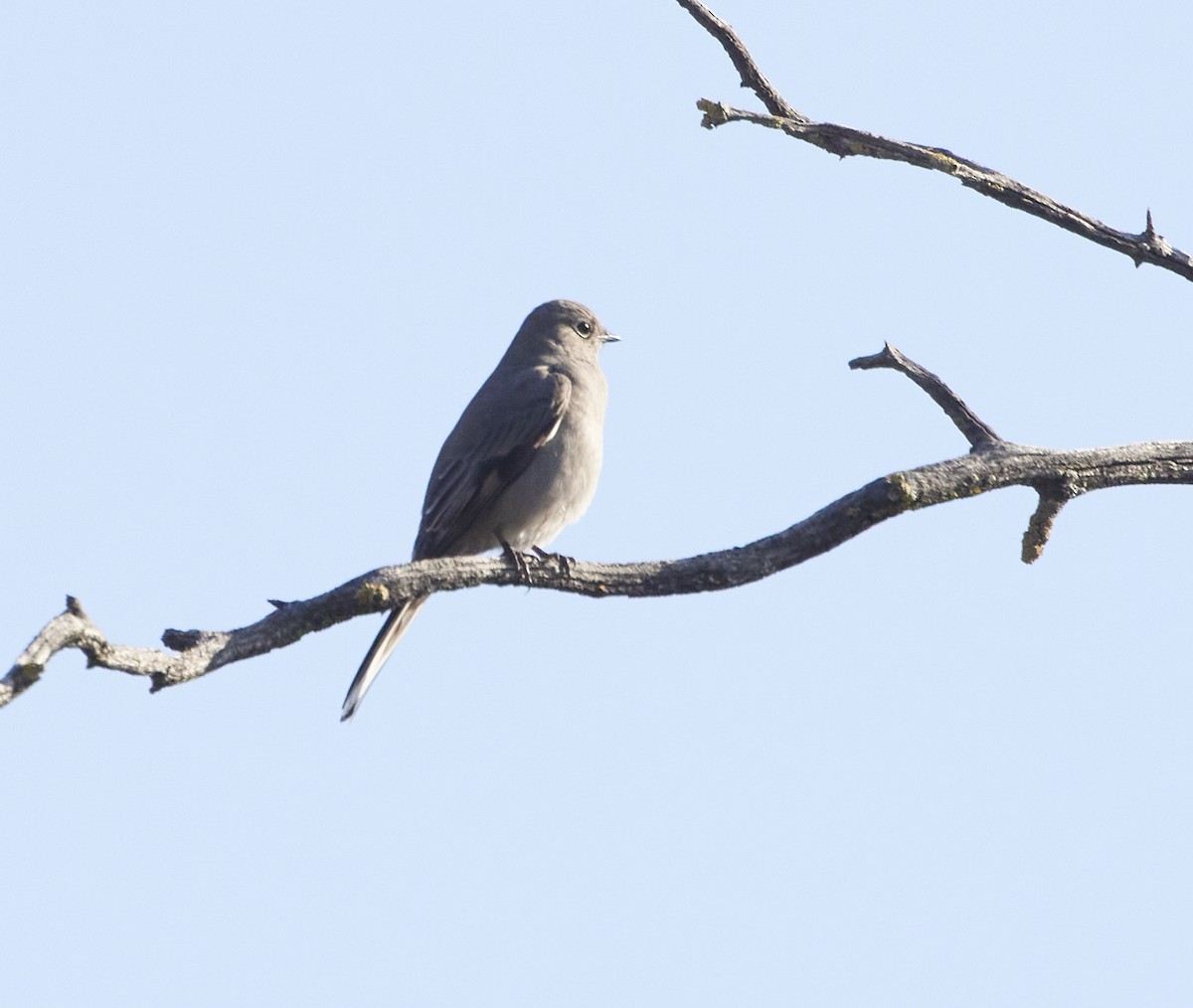 Townsend's Solitaire - ML514317421