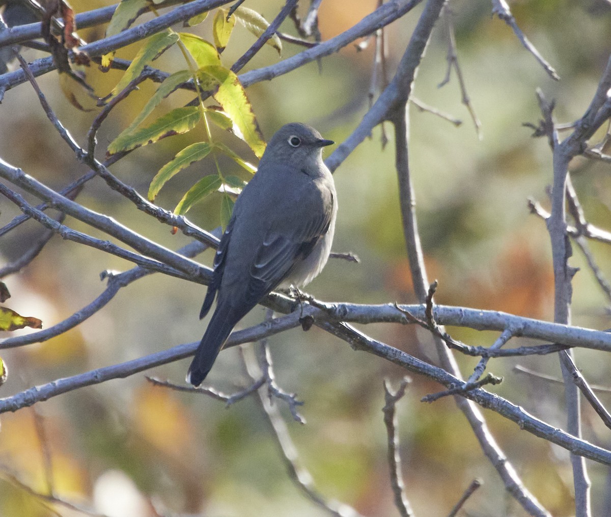 Townsend's Solitaire - ML514317561