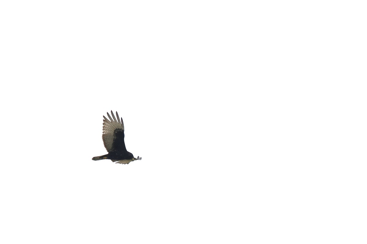 Zone-tailed Hawk - ML514321481