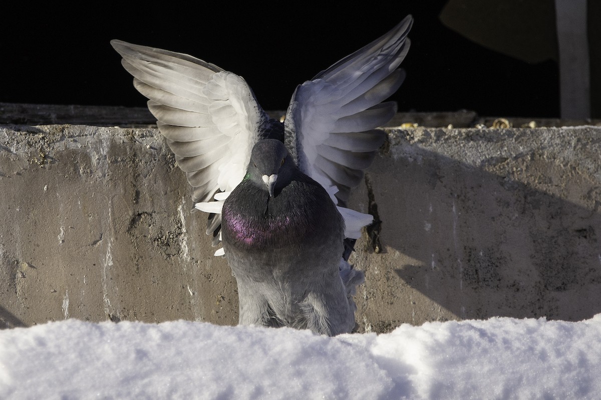 Rock Pigeon (Feral Pigeon) - ML514322111