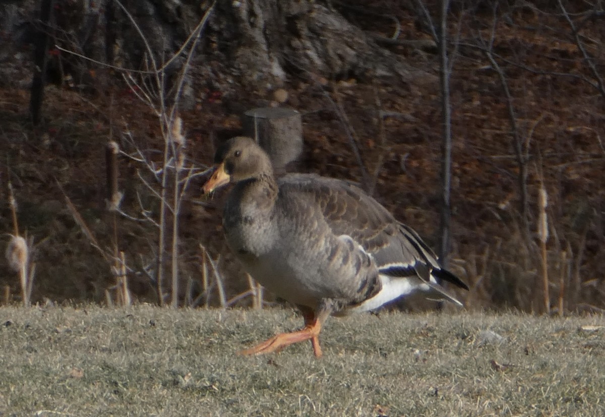 Greater White-fronted Goose - ML514322911
