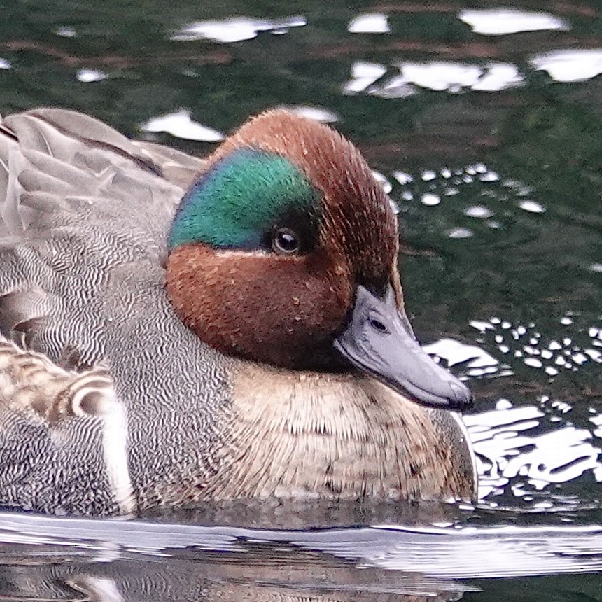 Green-winged Teal - ML514335681