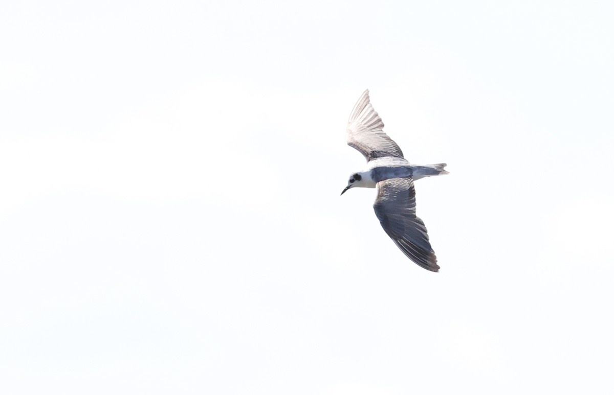 White-winged Tern - ML514341311