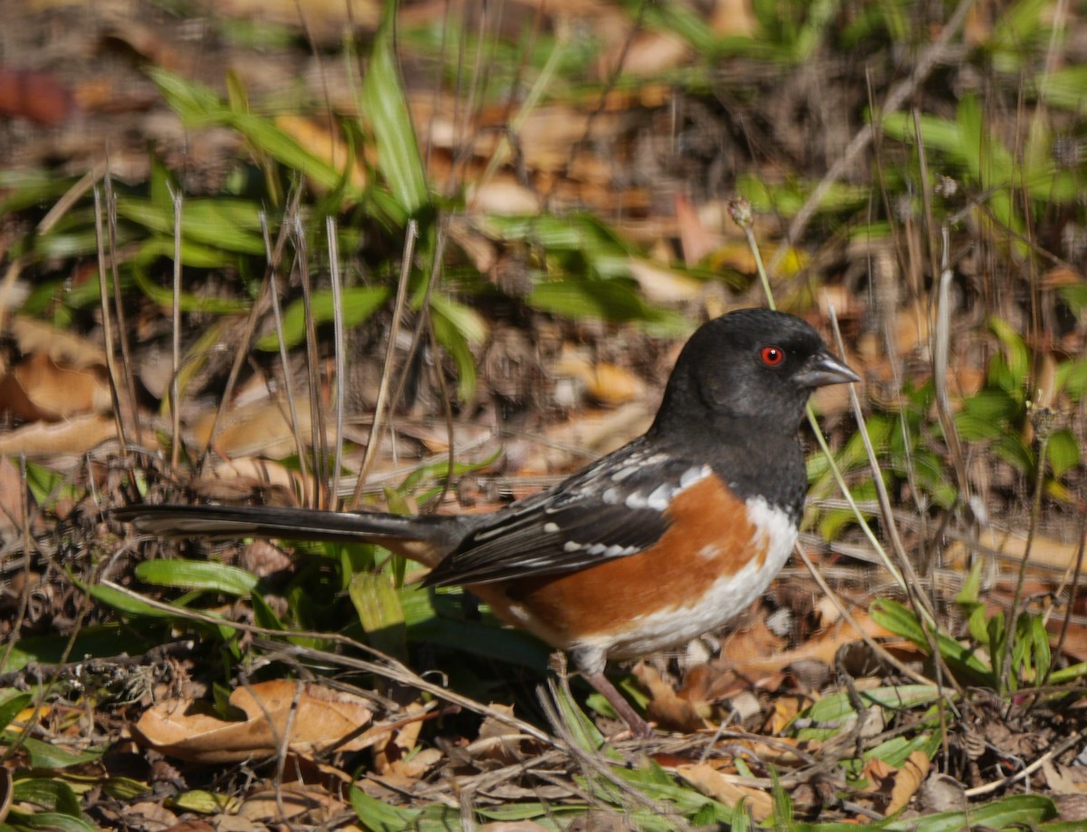 Spotted Towhee - ML514343901