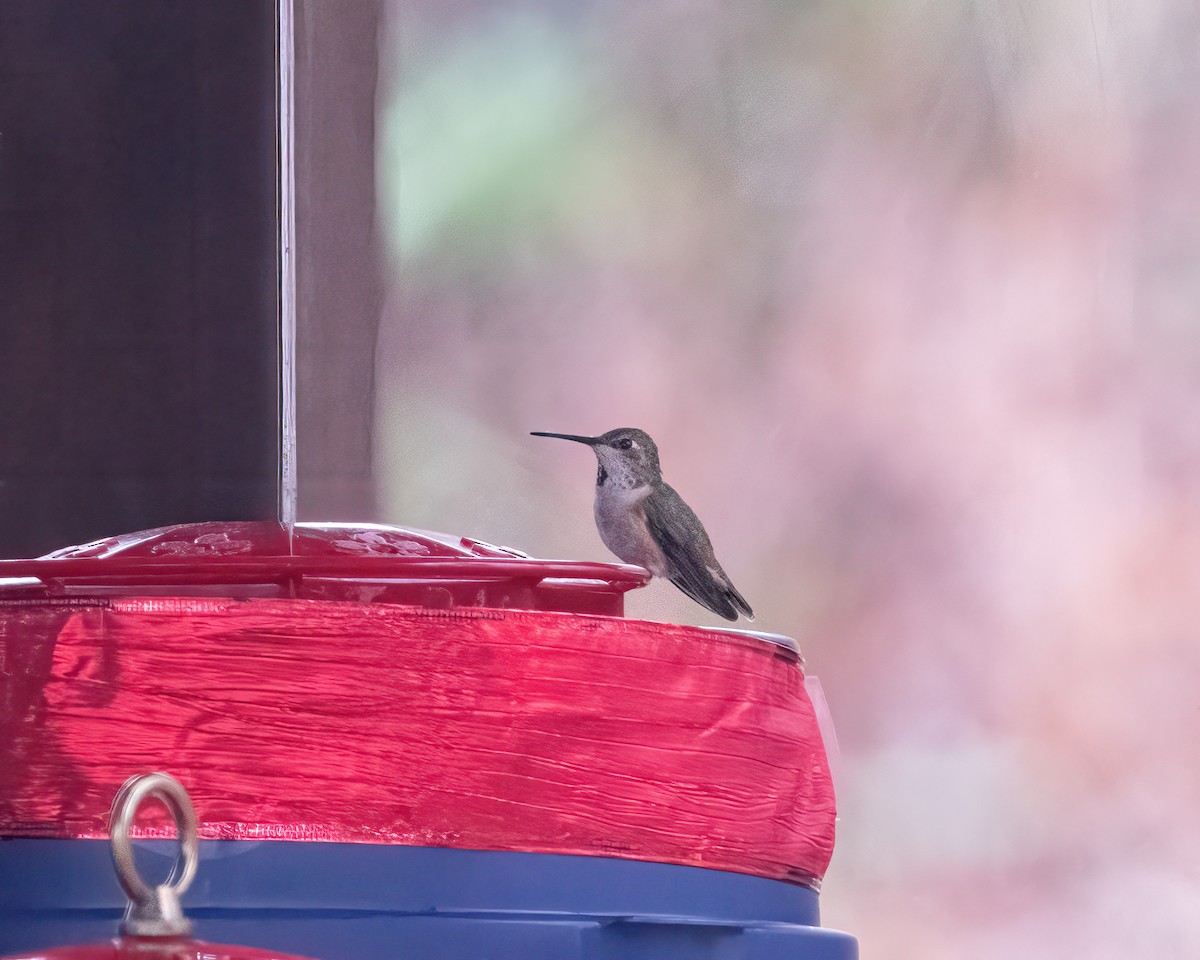 Rufous Hummingbird - Dorrie Holmes
