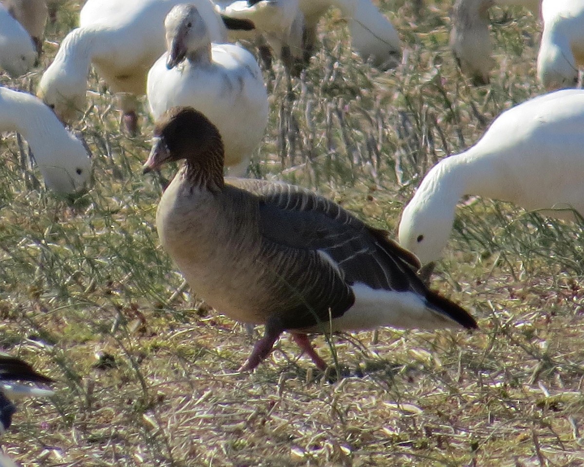 Pink-footed Goose - Sharon Lynn