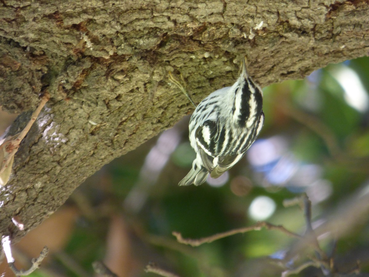 Black-and-white Warbler - ML514351131