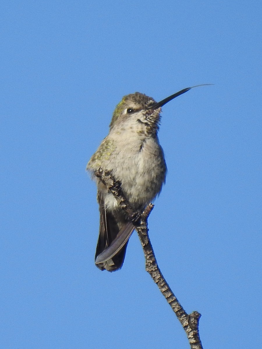 Anna's Hummingbird - ML514356451