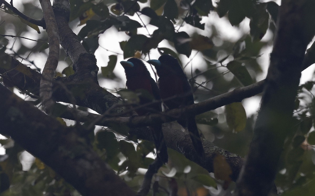 Black-and-red Broadbill (Black-and-red) - ML514359591
