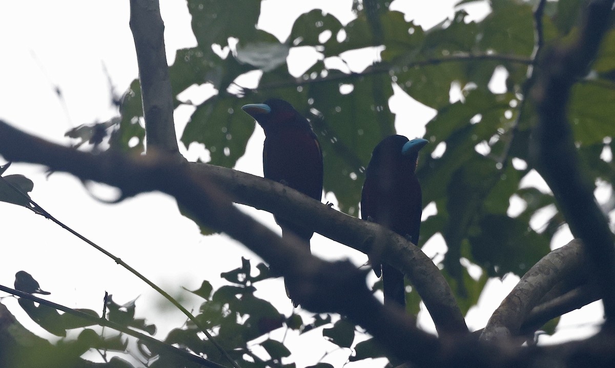 Black-and-red Broadbill (Black-and-red) - ML514359631