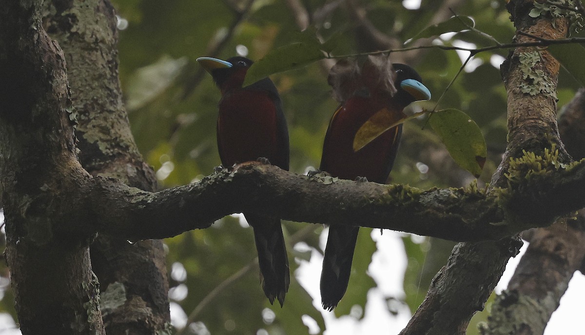 Black-and-red Broadbill (Black-and-red) - ML514359641
