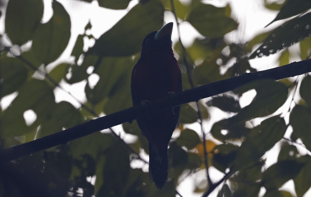 Black-and-red Broadbill (Black-and-red) - Paul Chapman