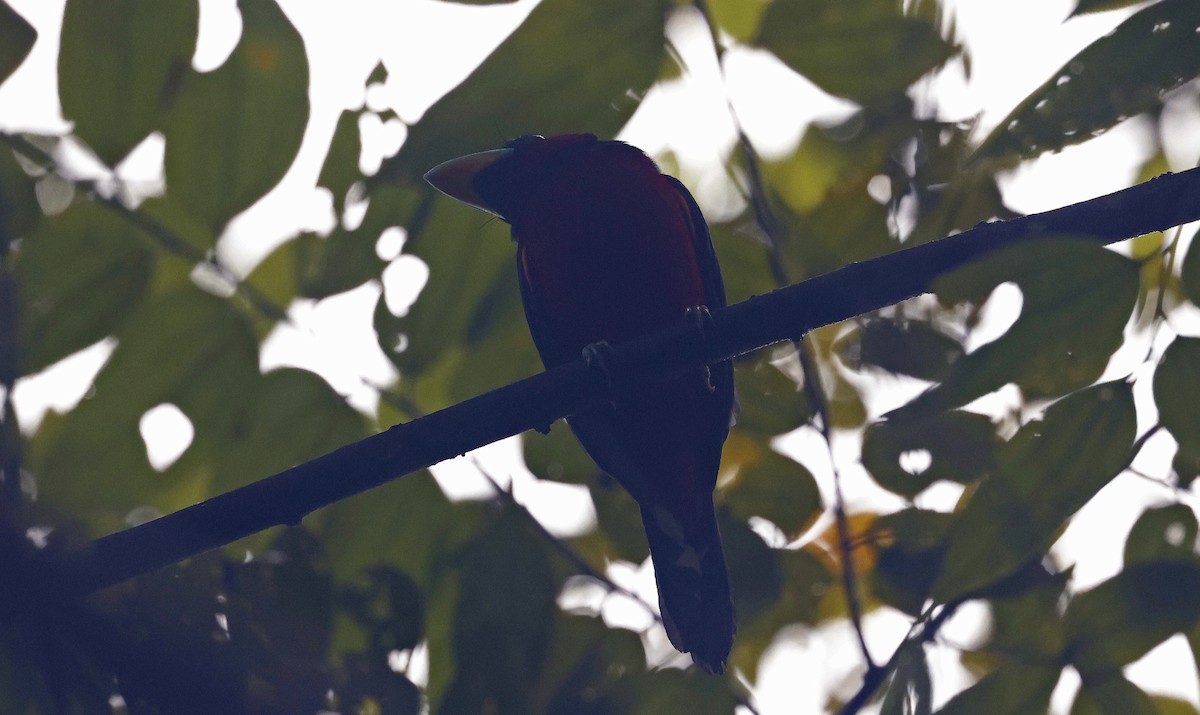 Black-and-red Broadbill (Black-and-red) - ML514359811