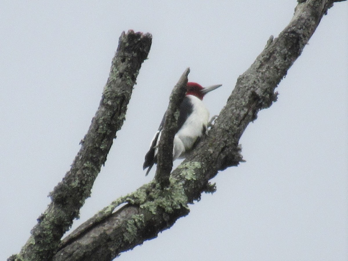 Ebird Checklist Dec Poplar Ford Park Species